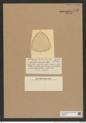 Triceratium tumescens Castr. (de-Toni-Nr.: Genus 140, Species 3714) Zeichnungen Sammlung Grunow Nr. 7205 (NHMW-BOT-W0376191)